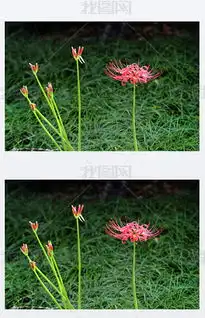 jpg花开草地jpg格式花开草地素材图片jpg花开草地设计模板我图网