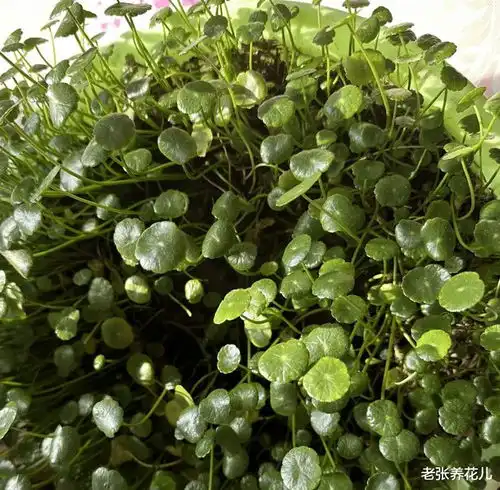 年前给7种花剃个光头,来年就猛长新芽狂开花
