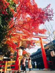 浓烈如火醉红枫自由行关西