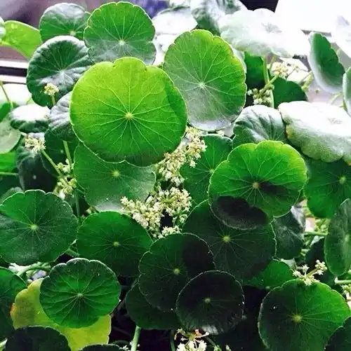 你见过滴水观音仙人掌虎尾兰.....开花吗