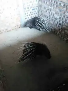 优质豪猪种苗图片,优质豪猪种苗高清图片星野豪猪养殖专业合作社,中国制造网