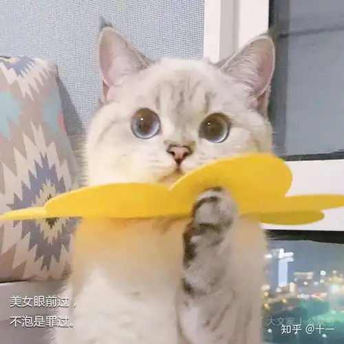 搞笑可爱又沙雕朋友圈文案