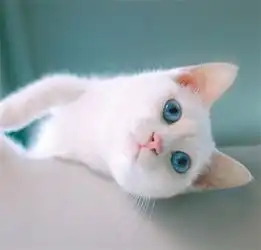 猫不吃主食罐,猫咪换了主食罐不吃