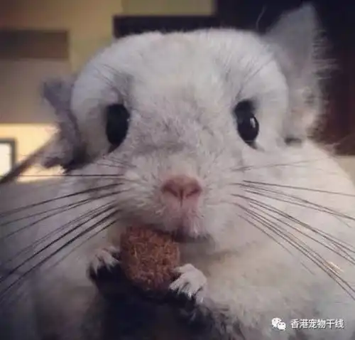 适合龙猫吃的小零食有哪些