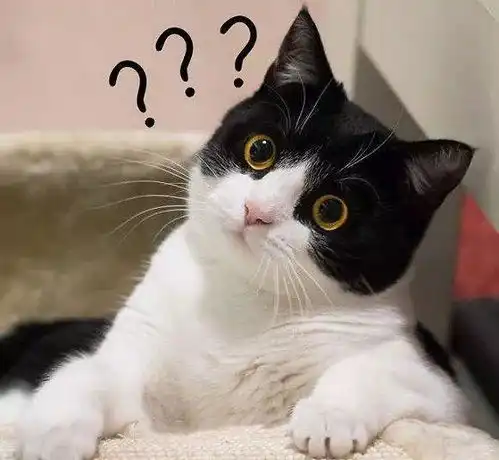 集美貌和沙雕于一体的猫中哈士奇奶牛猫到底有多二