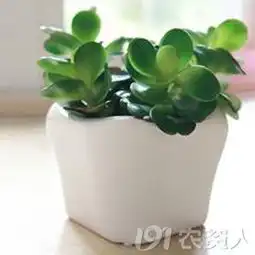 手把手教你玩转水培植物