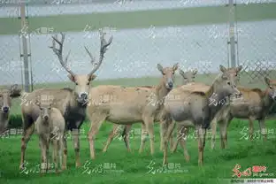濒危麋鹿江西鄱阳繁衍添丁