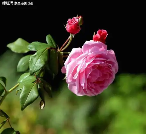 天秤座身上有哪些神奇之处