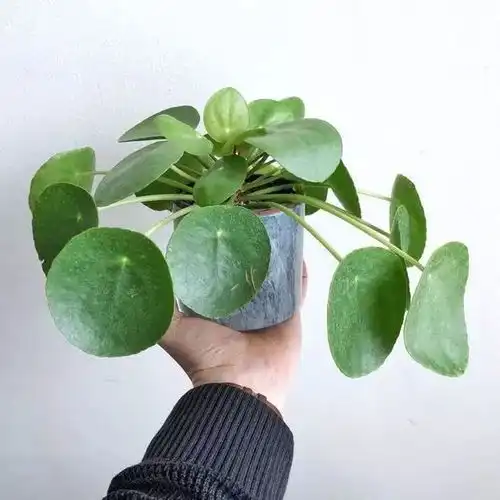 长得特别像铜钱草的镜面草盆栽,特别适合养在家里的桌面上