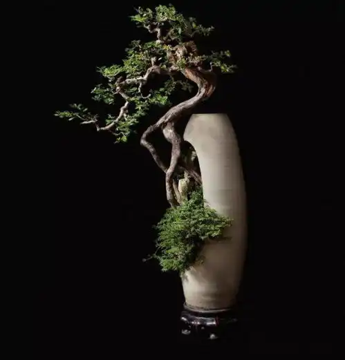 想要个院子,只是用来养盆景