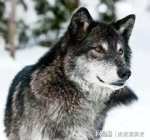 北大荒往事我那已去世多年的猎人邻居姜叔,死后坟前遍地狼粪