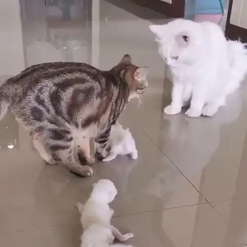 事实证明,孩子从小教育的理念是不分物种,猫妈妈的做法就是证明