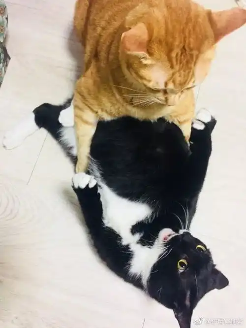 手贱打了一下橘猫的头,然后没有几两膘,也敢挑战橘喵