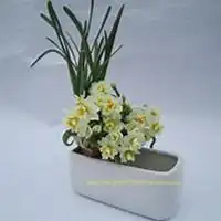 微信头像水仙花微信头像图片大全
