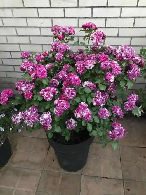 开花最勤的阳台盆栽,四季开花,漂亮又芳香,种植容易,值得拥有