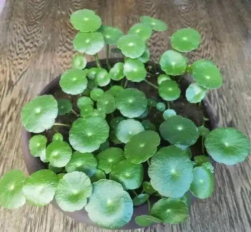 3种绿植,繁殖能力快,一盆变多盆,浇点水就能长