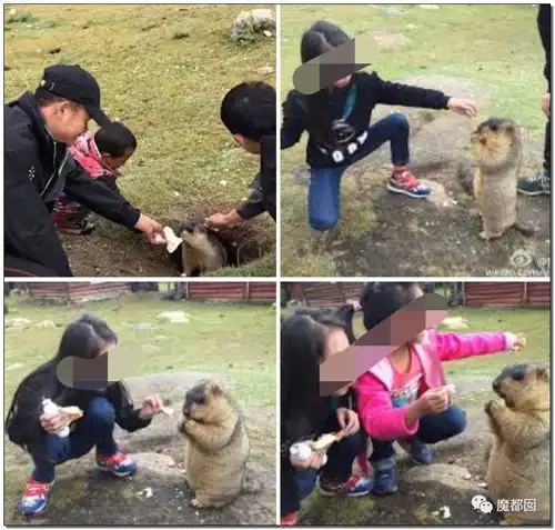 武汉不明原因肺炎通报来了可有人注意到那个诡异海鲜市场