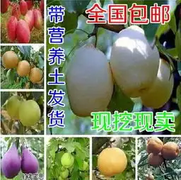 果树专用水肥报价厂家