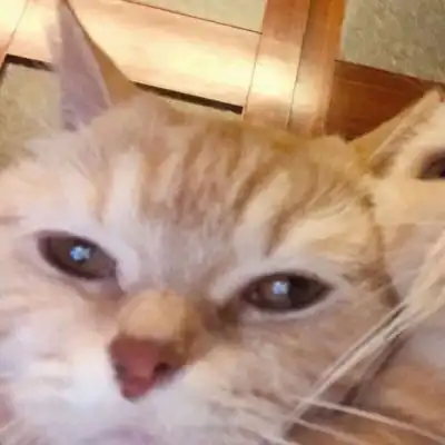 可爱又萌的小猫咪来了,动物搞笑情侣头像