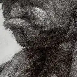如何处理好素描头像中黑白灰的关系