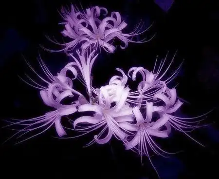 魂之花彼岸花图片恶魔的温柔是绝望的爱情