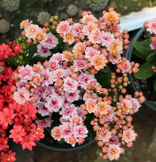 蟹爪兰和长寿花,想开花要做一件事,达到条件花期由你定
