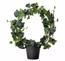 家里常春藤这样造型,必定刷爆朋友圈