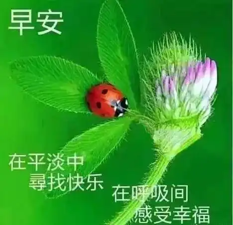 朋友圈最美丽早安问候语图片带字温馨,最新早上好问候祝福语短信