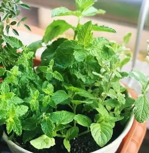 80种耐阴花,光线不好照样养的活,新手的救星