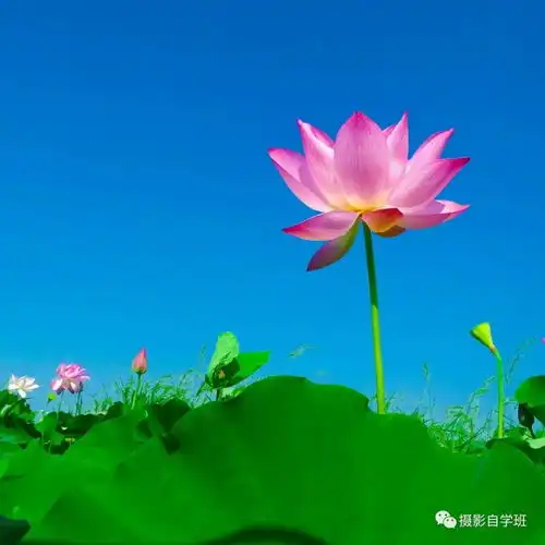 5个拍摄荷花的窍门,提前收藏,2022年夏天用得上
