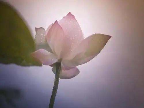 越自律越勇敢的星座,想要的敢自己争取,不走寻常路,天道酬勤