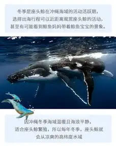 冬季限定近距离赏鲸鱼日本冲绳出海观鲸那霸市区免费接送全程中文讲解赠精美小礼物鲸鱼出现率达98看不见可退款保险齐全