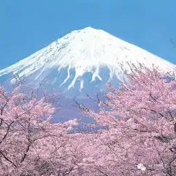 高梵定制日本北九州追逐早樱之旅