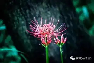 美腻了天津网友跟拍了一个月才拍到彼岸花的盛开据说这种花千年才开