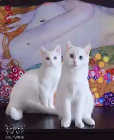 孪生白猫圈粉无数父母是一只白猫和一只黑白相间的花猫