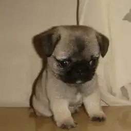 巴哥犬图片