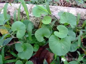 吃过雷公根吗原来就是这种野草,而且益处多多