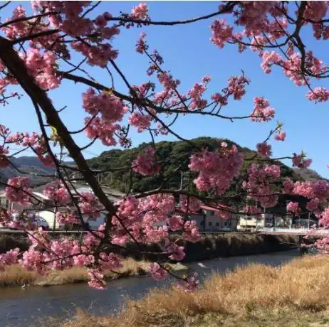 日本樱花真有那么好每年接待30万游客,还被吐槽真后悔