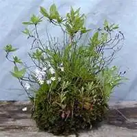 苹果植物头像微信头像图片大全