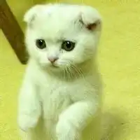 用猫做头像的人性格性格网头像