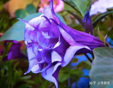 17火照之路彼岸花的悲伤回忆