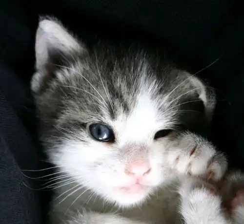 供养一位猫主子,猫主子这一辈子供养费一共需要多少