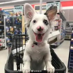 活泼好动的小汪星人逛超市好的样子也很可爱