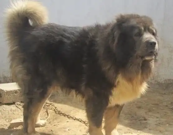 关于吃狗肉你了解多少,不看不知道,一看吃一惊