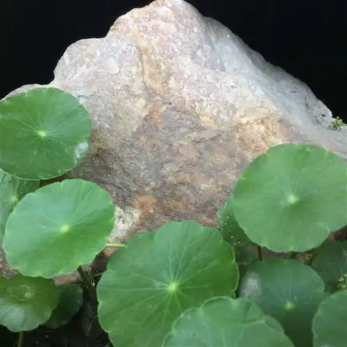 我家池塘孟雅涵