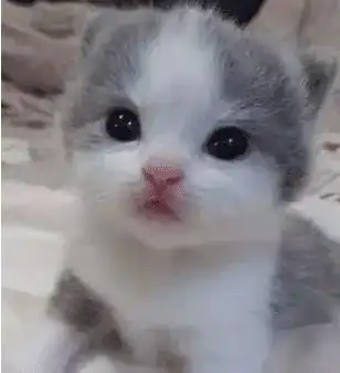 小奶猫喝完奶后吐舌头,主人看到于是偷拍,这时猫妈生气不许拍