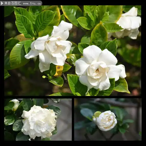 漂亮的栀子花图片