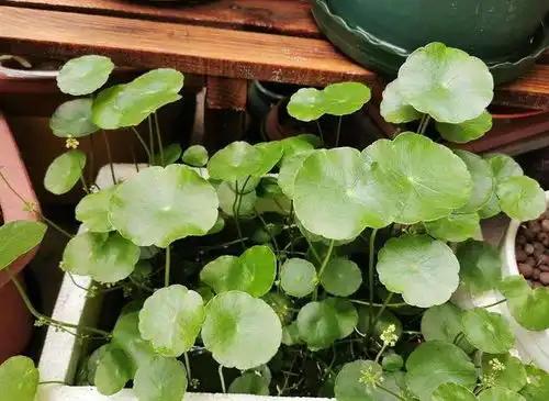 喜欢水的几种花,浇不死的,越长越茂盛,开花大又多