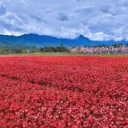 丽江东巴秘境攻略,东巴秘境东巴谷生态文化园门票游玩攻略地址图片门票价格