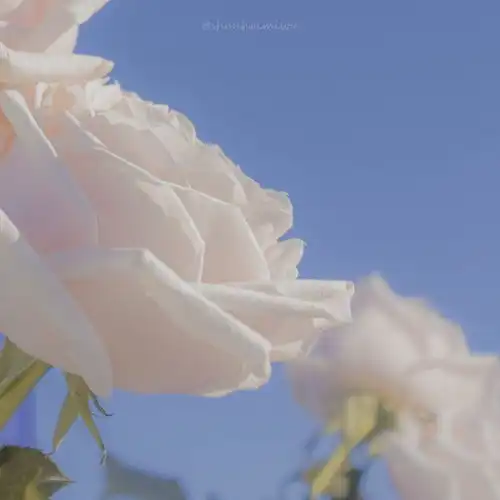 有没有关于花的背景图或头像